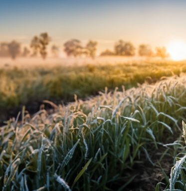 Close-up of young green wheat field with hoar-frost. Early morning spring frost on a wheat field.  Landscape background with young wheat ears covered with snow. Concept of agriculture or farming.